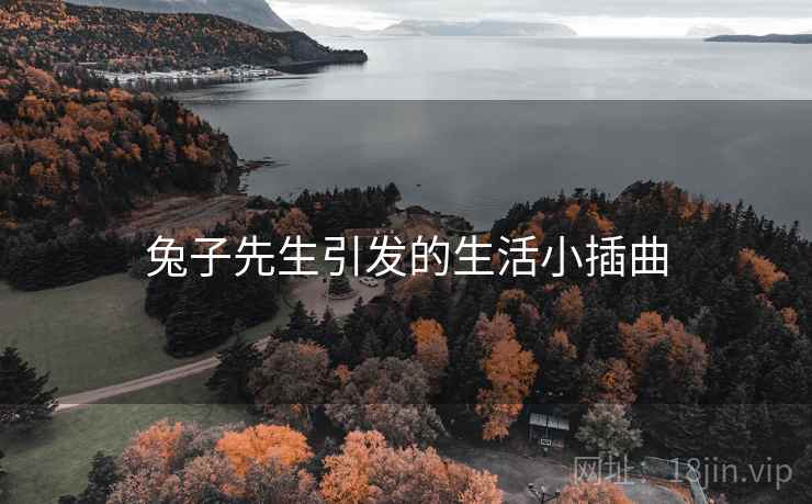兔子先生引发的生活小插曲